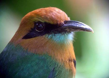 Broad-billed Motmot is one of the many species we’ll likely see in this area.